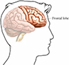 Frontal Lobe